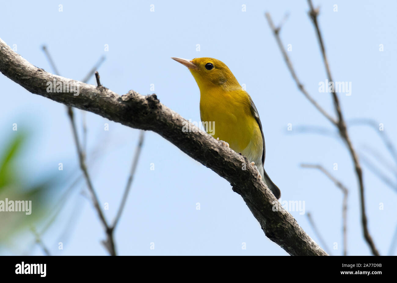 Beautiful Prothonotary Warbler (Protonotaria citrea) male perched on a tree branch Stock Photo