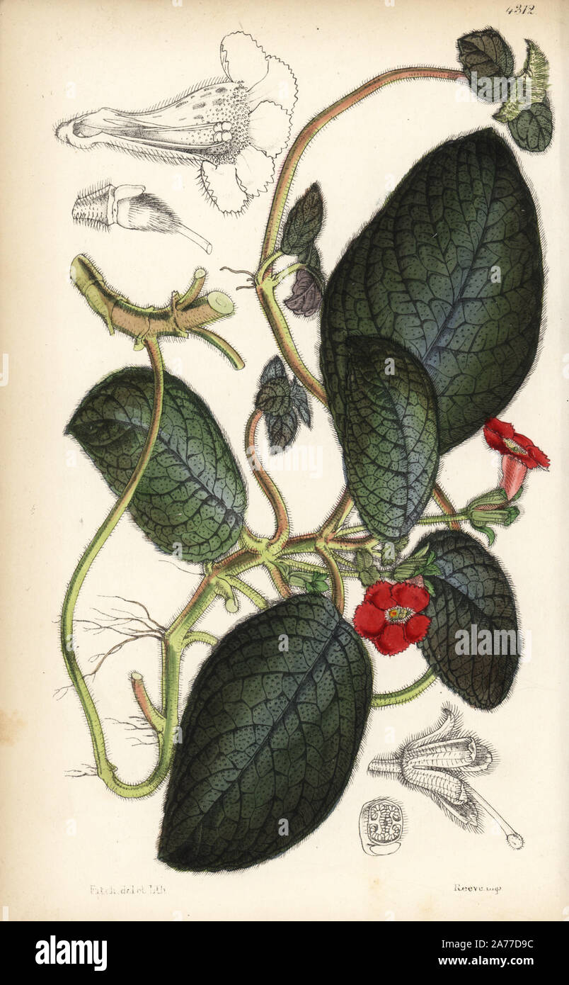 Flame violet, Episcia cupreata (Copper-leaved achimenes, Achimenes curpreata). Handcoloured botanical illustration drawn and lithographed by Walter Fitch from Sir William Jackson Hooker's 'Curtis's Botanical Magazine,' London, 1847. Stock Photo