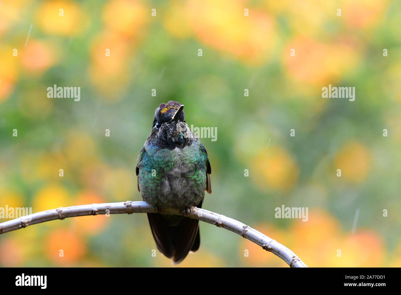 Close up of a beautiful Talamanca Hummingbird or Admirable Hummingbird (Eugenes spectabilis) Stock Photo