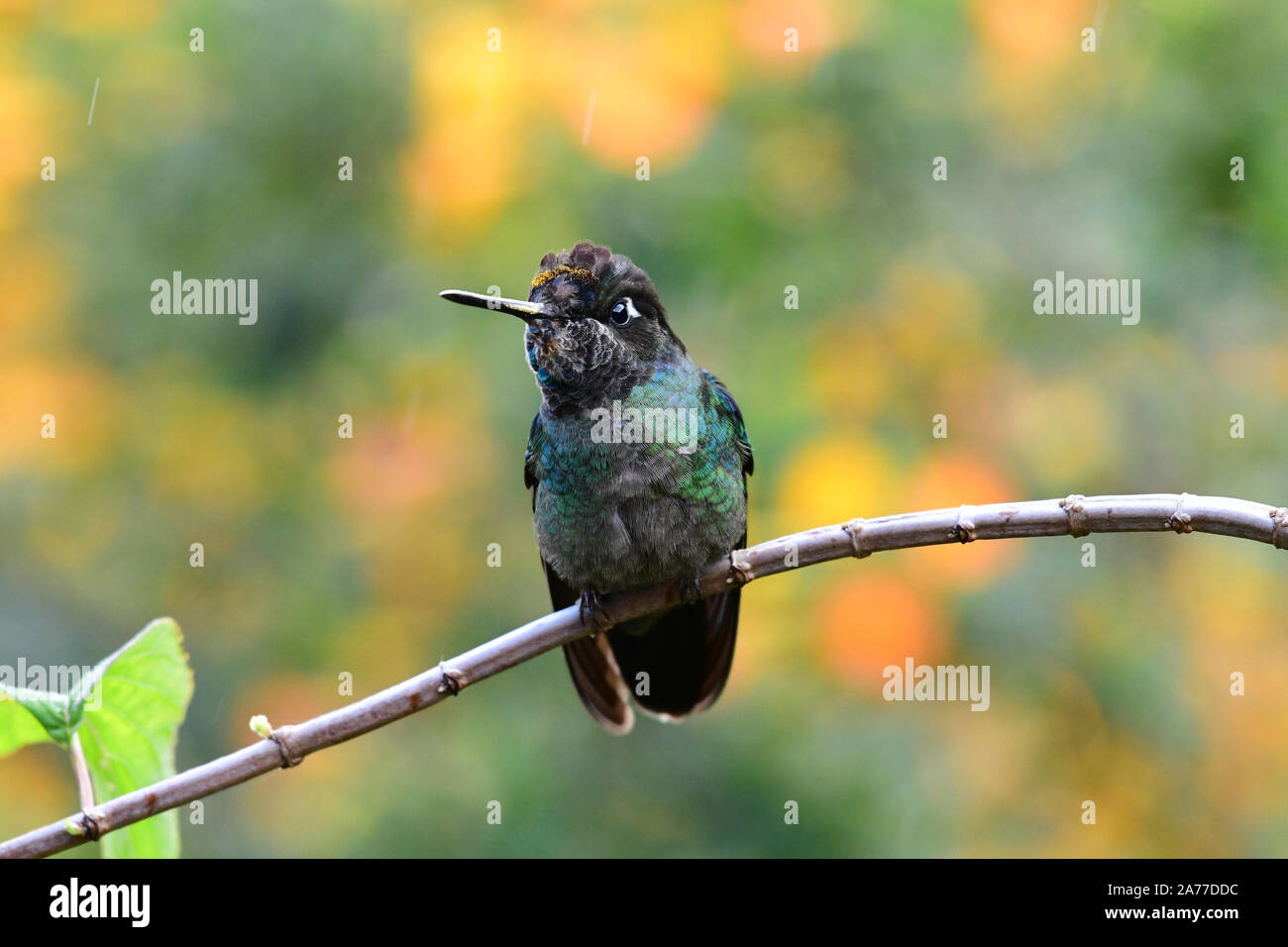Close up of a beautiful Talamanca Hummingbird or Admirable Hummingbird (Eugenes spectabilis) Stock Photo