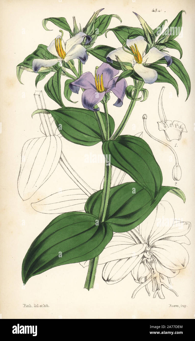 Bicolor Persian violet, Exacum tetragonum. Handcoloured botanical illustration drawn and lithographed by Walter Fitch from Sir William Jackson Hooker's "Curtis's Botanical Magazine," London, 1847. Stock Photo