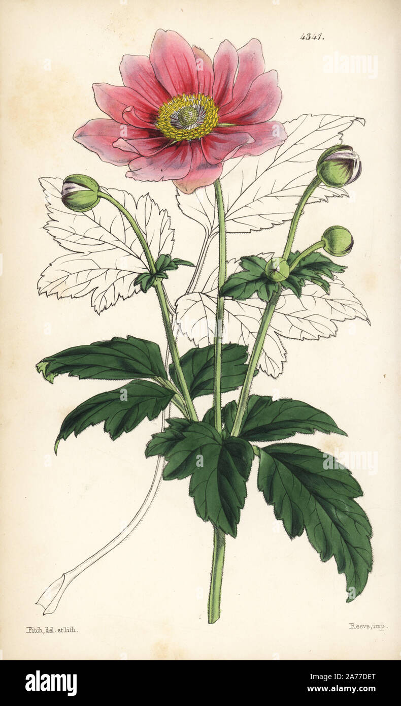 Anemone scabiosa (Japan anemone, Anemone japonica). Handcoloured botanical illustration drawn and lithographed by Walter Fitch from Sir William Jackson Hooker's 'Curtis's Botanical Magazine,' London, 1847. Stock Photo