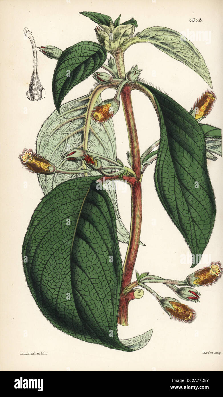 Three-flowered gesneria, Gesneria triflora. Handcoloured botanical illustration drawn and lithographed by Walter Fitch from Sir William Jackson Hooker's 'Curtis's Botanical Magazine,' London, 1847. Stock Photo