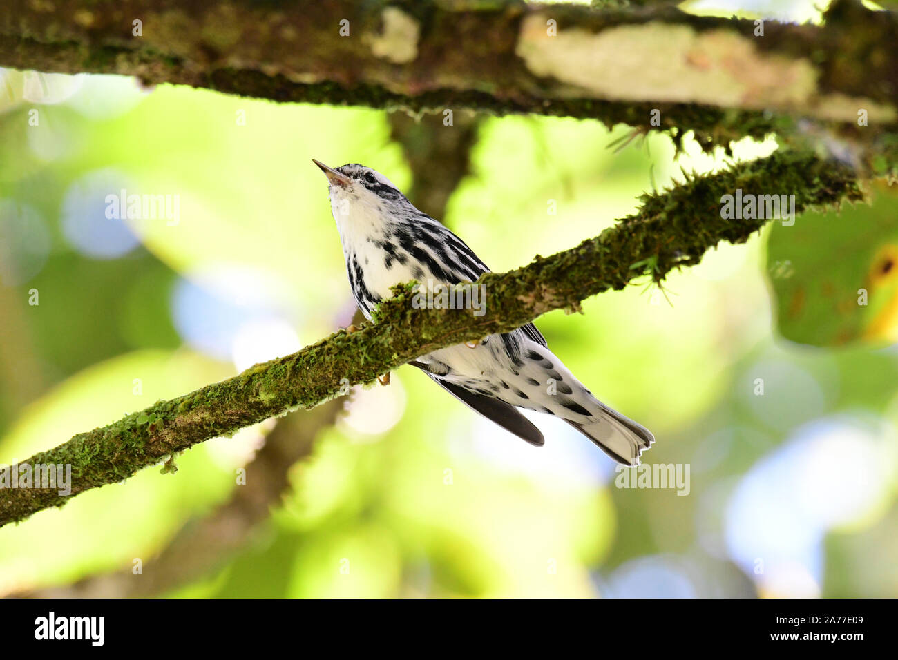 Beautiful Black-and-White Warbler (Mniotilta varia) male perched on a tree branch Stock Photo