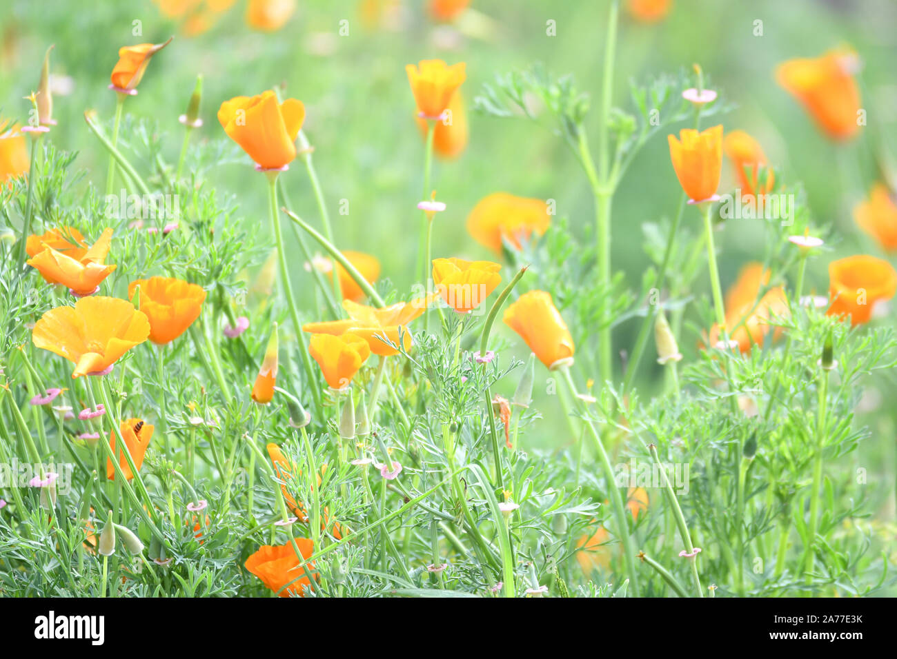 Close up of beautiful orange flowers in a meadow field Stock Photo
