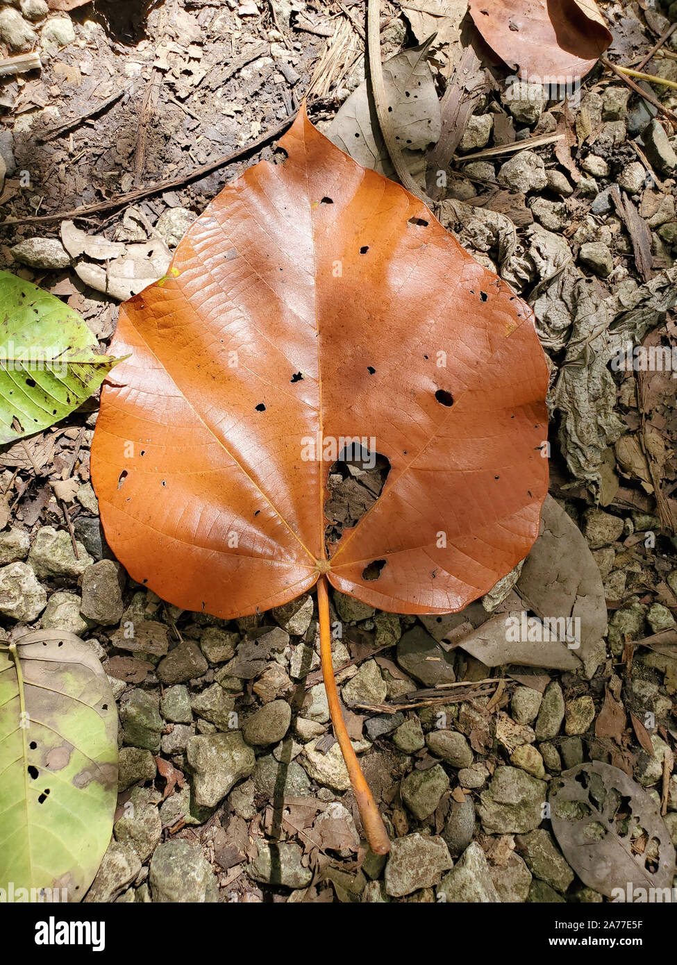 Close up view of a big tree leaf on the forest ground Stock Photo