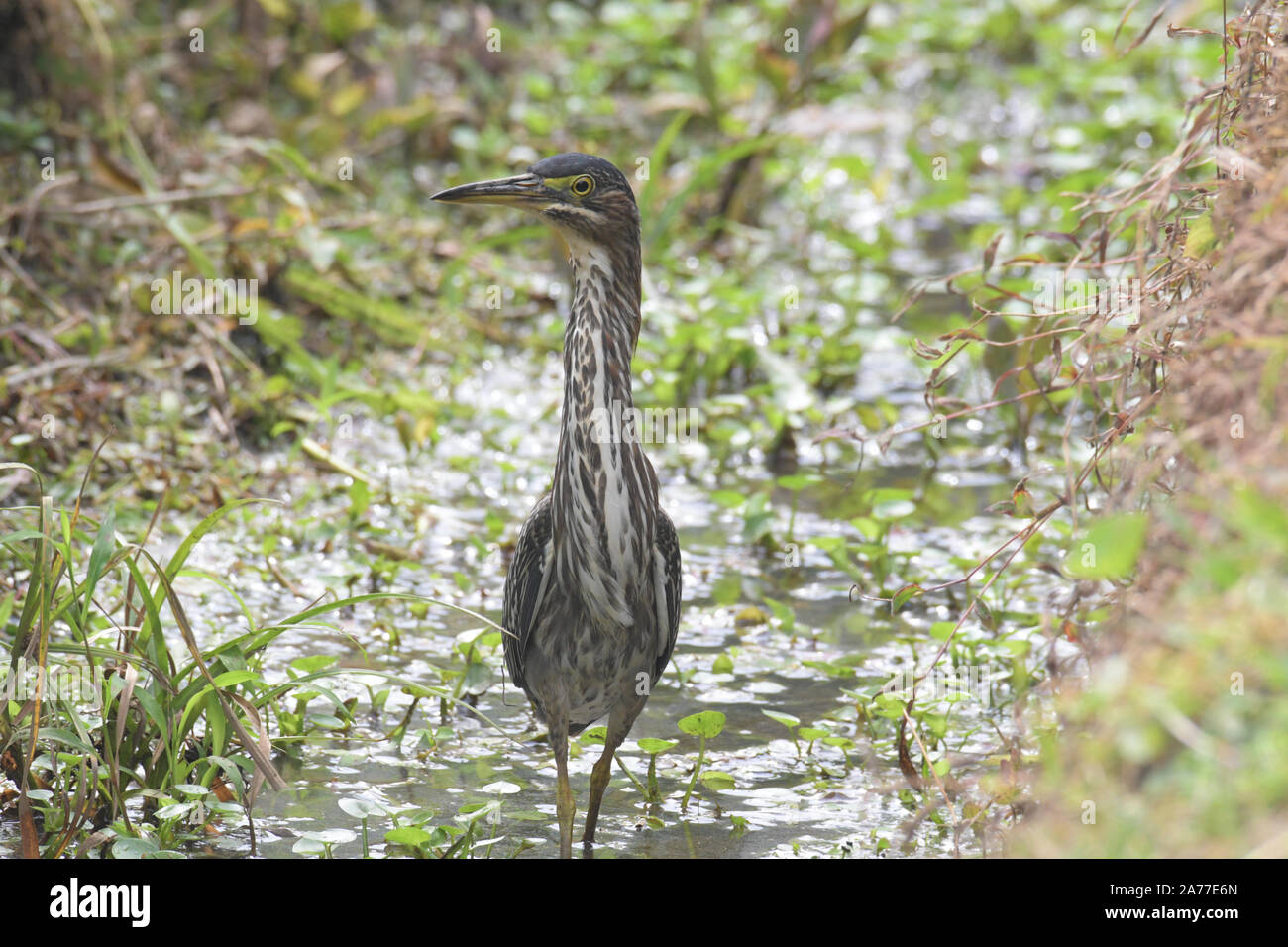 Close up of a  Green Heron (Butorides virescens) looking for food in a small pond Stock Photo