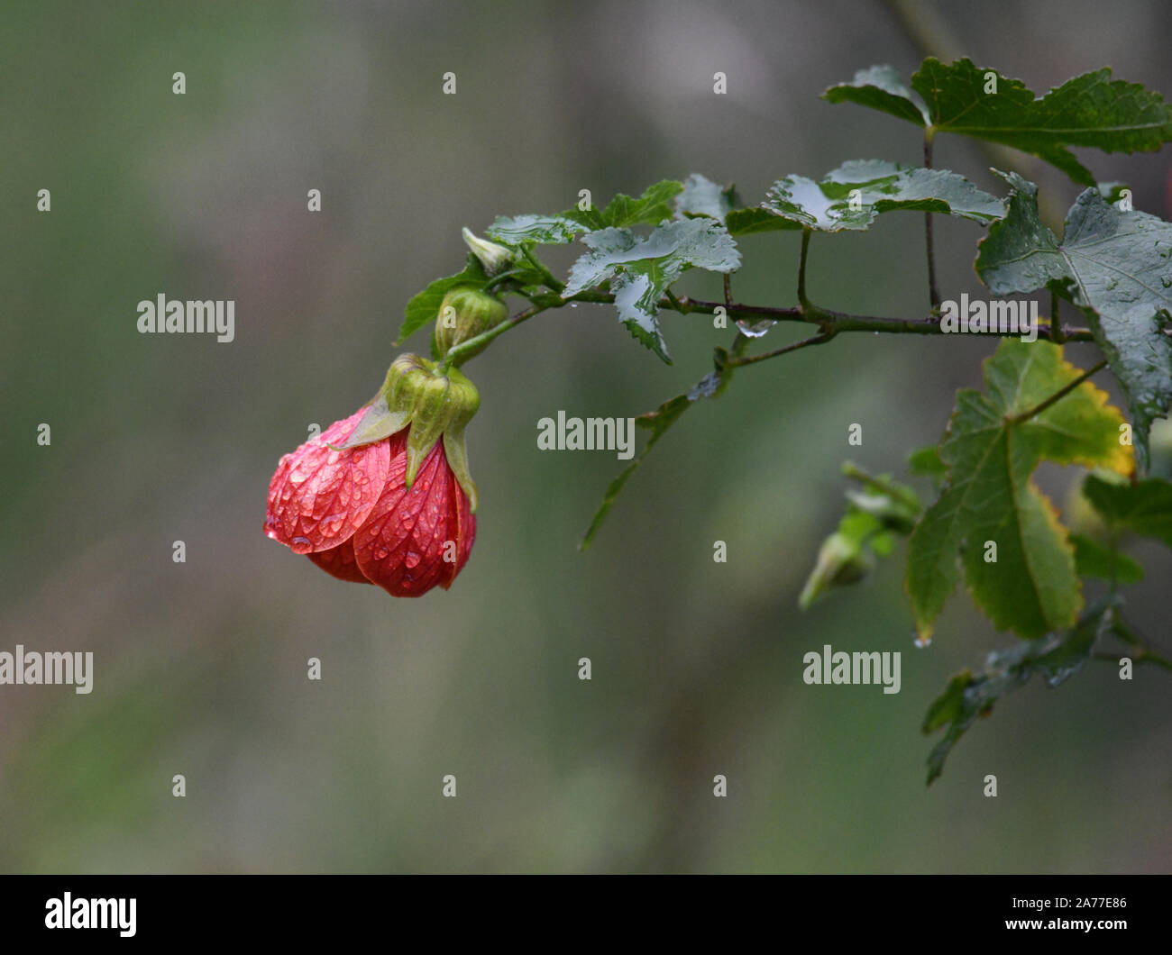 Close up of a hibiscus flower with rain drops Stock Photo