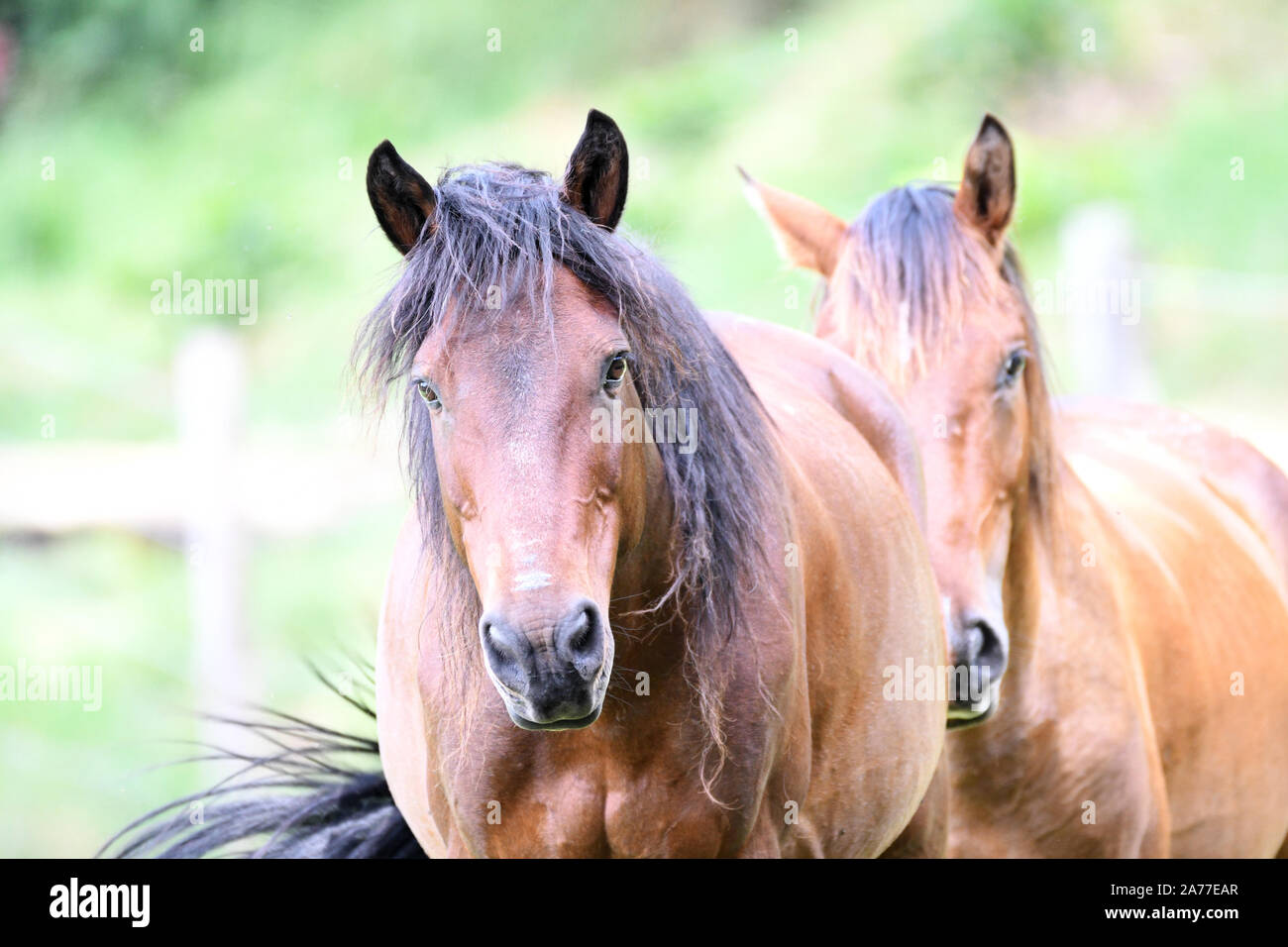 Close up of two beautiful bay color horses in a green field Stock Photo