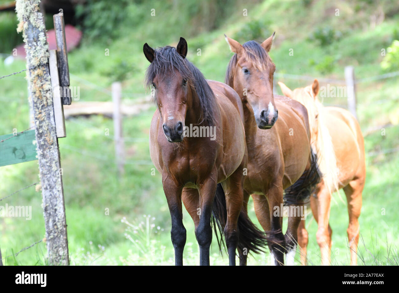 Close up of three beautiful bay color horses in a green field Stock Photo