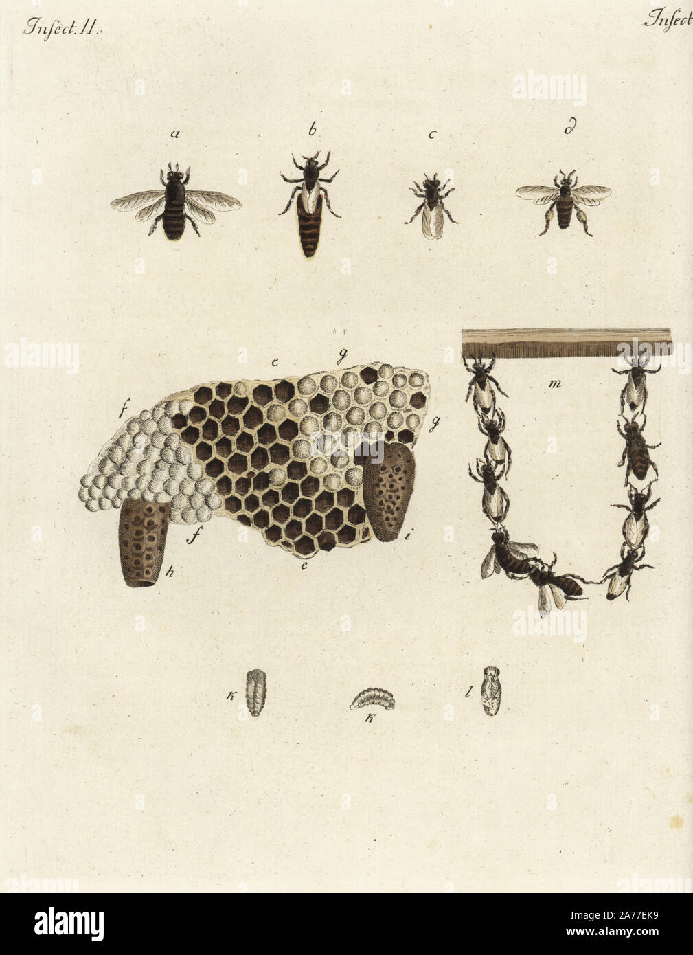 Metamorphosis of honey bees, honeycomb, queens, drones and chain of worker bees. Handcoloured copperplate engraving from Friedrich Johann Bertuch's 'Bilderbuch fur Kinder' (Picture Book for Children), Weimar, 1792. Stock Photo