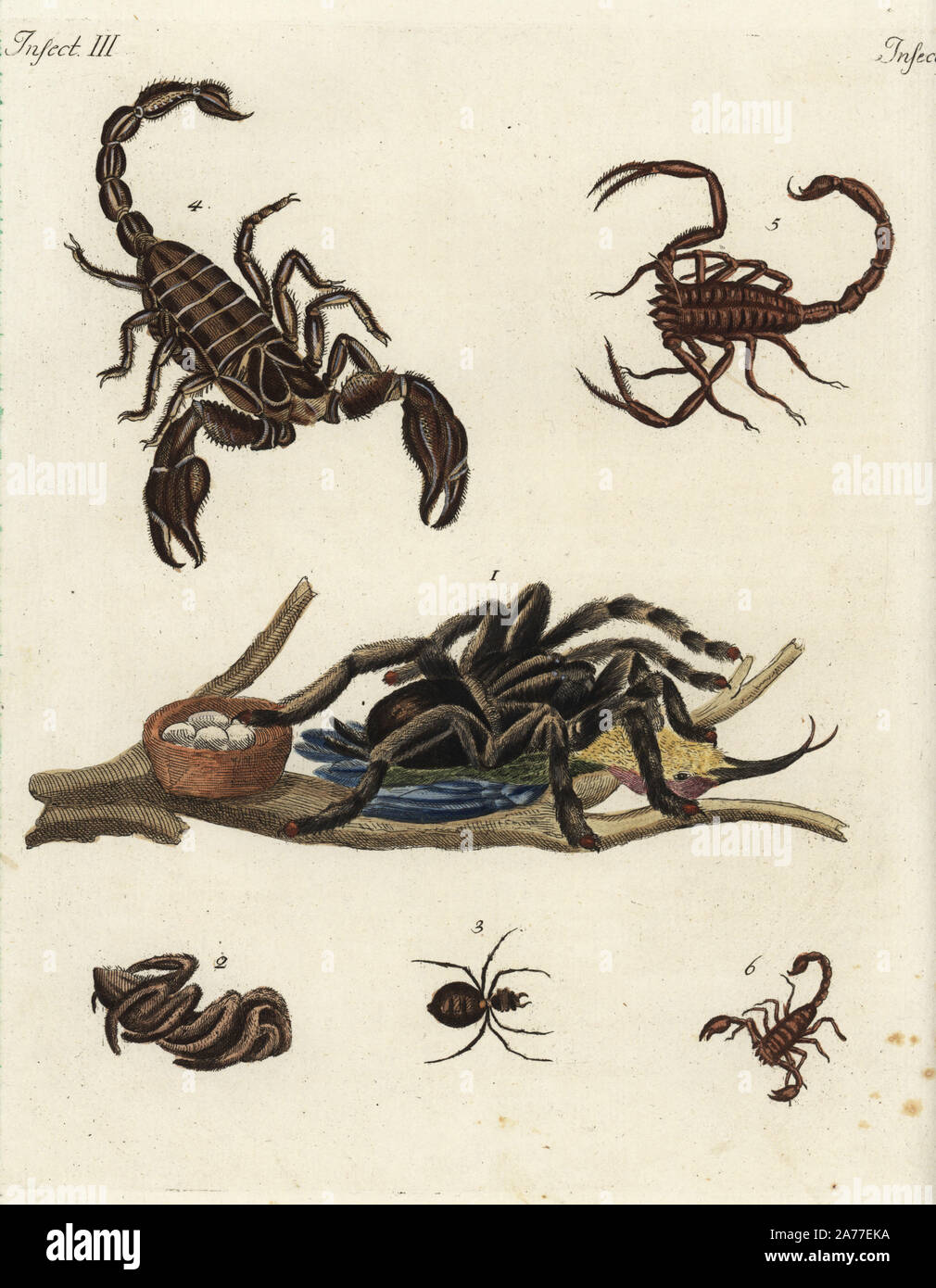 Goliath bird-eating spider, Theraphosa blondi, with hummingbird 1, Italian tarantula, Lycosa tarantula 2, orange spider of Curacao 3, and species of scorpions of India 4, America 5, and Europe 6. Handcoloured copperplate engraving from Friedrich Johann Bertuch's 'Bilderbuch fur Kinder' (Picture Book for Children), Weimar, 1792. Stock Photo