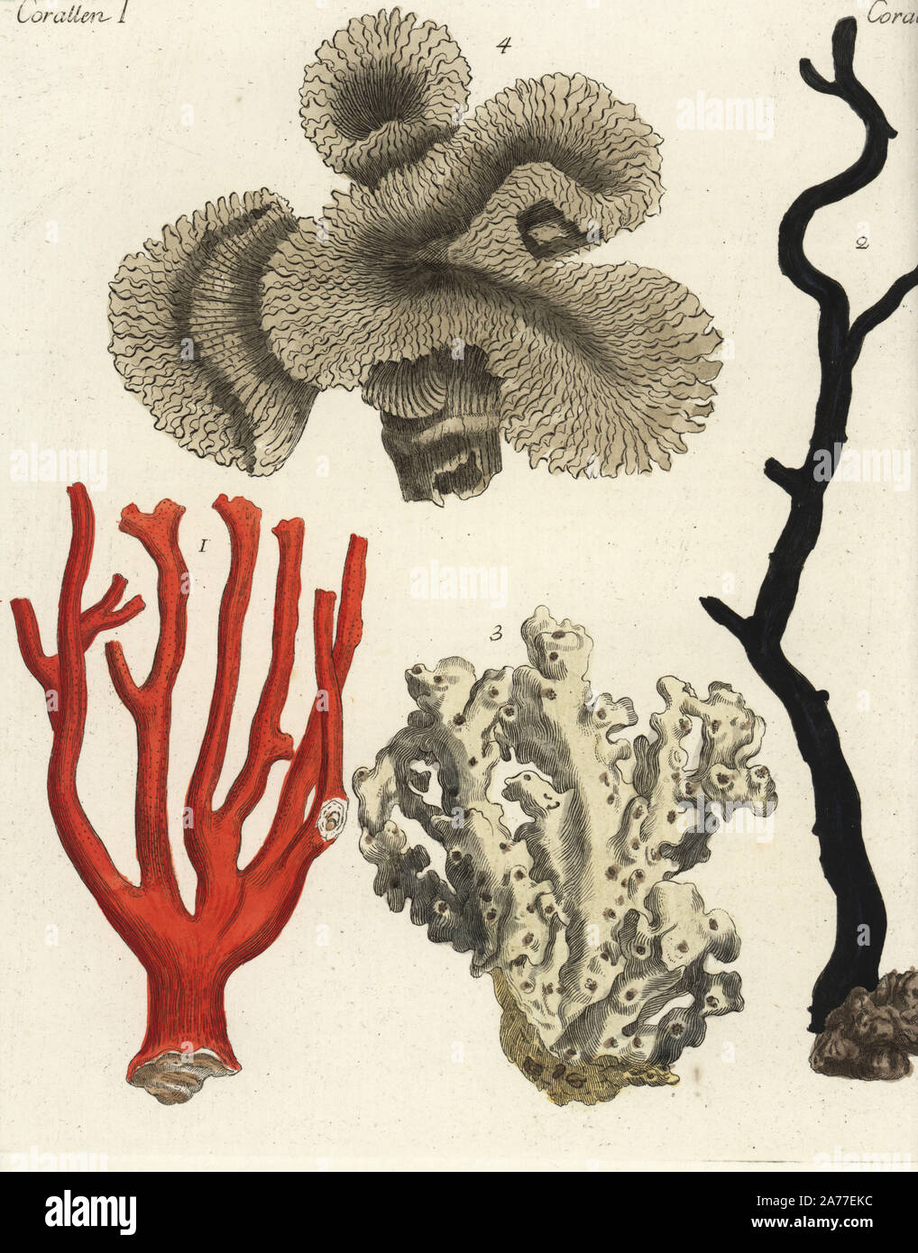 Red coral, Corallium rubrum 1, sea fan, Gorgonia antipathes 2, common white stone coral 3 and staghorn coral, Acropora florida 4. Handcoloured copperplate engraving from Friedrich Johann Bertuch's 'Bilderbuch fur Kinder' (Picture Book for Children), Weimar, 1792. Stock Photo