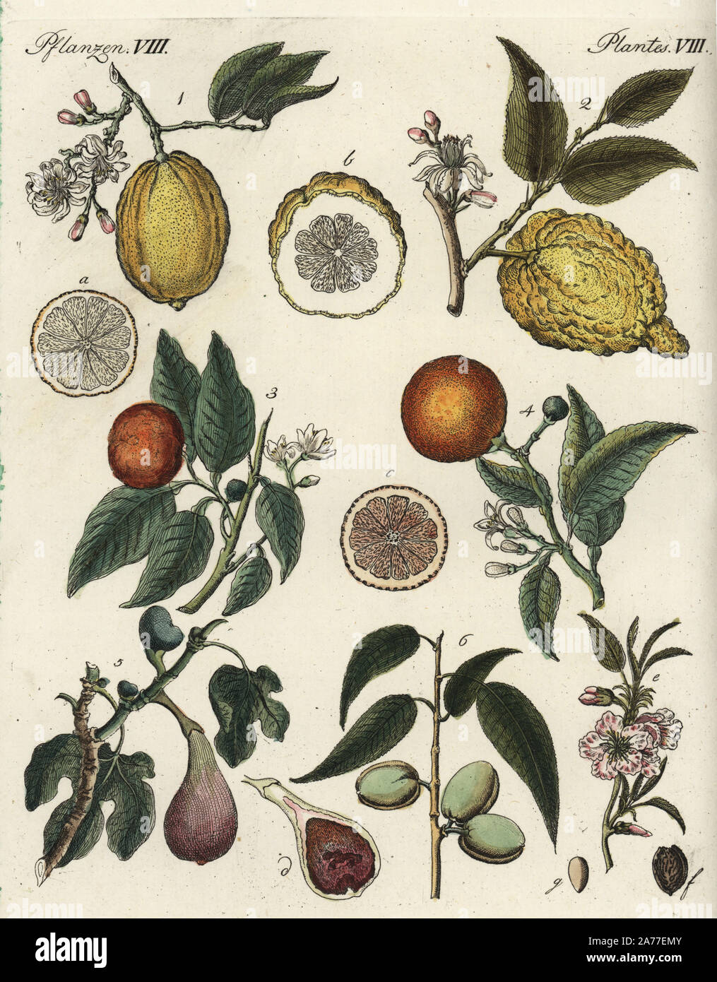 Fruits including citron, Citrus medica 1,2, bitter orange, Citrus aurantium 3, sweet or Chinese orange, Citrus sinensis 4, fig, Ficus carica 5, and almond, Prunus amygdalus 6, with blossom and fruit in section. Handcoloured copperplate engraving from Friedrich Johann Bertuch's Bilderbuch fur Kinder (Picture Book for Children), Weimar, 1792. Stock Photo