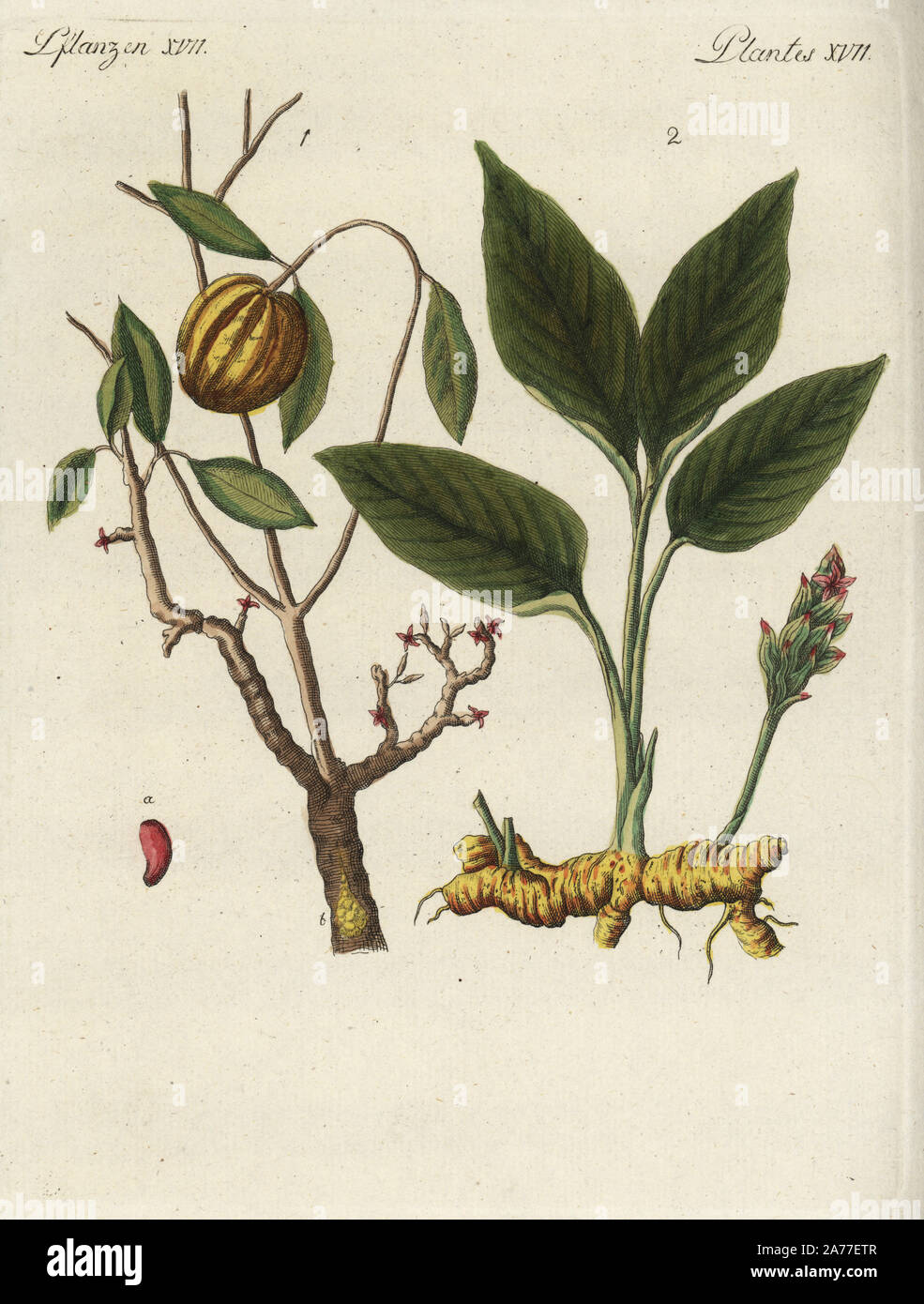 Brindleberry or garcinia cambogia, Garcinia gummi-gutta, and turmeric ...