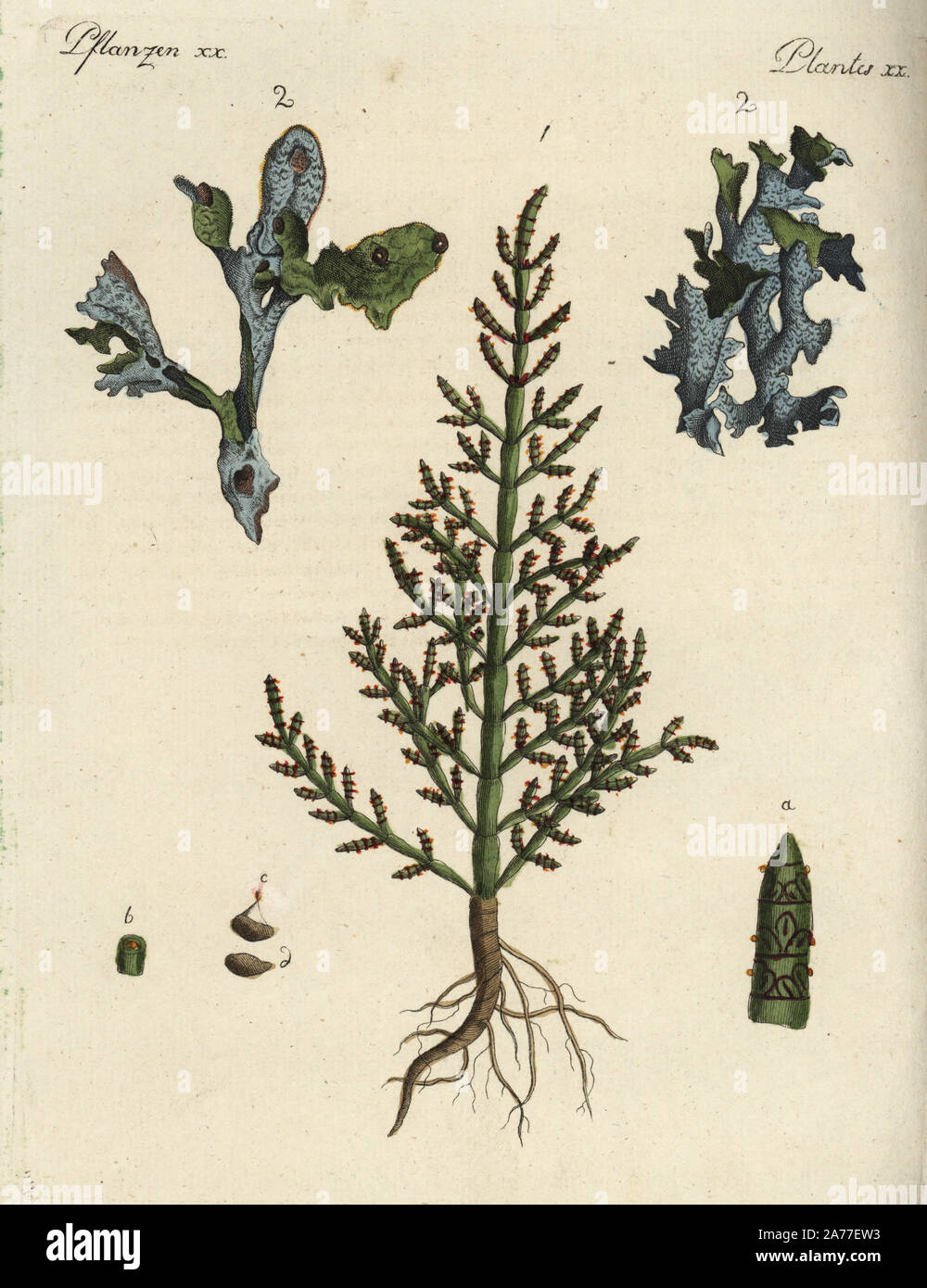 Prickly saltwort, Kali turgida 1, and Iceland moss, Cetraria islandica 2. Handcoloured copperplate engraving from Friedrich Johann Bertuch's Bilderbuch fur Kinder (Picture Book for Children), Weimar, 1792. Stock Photo