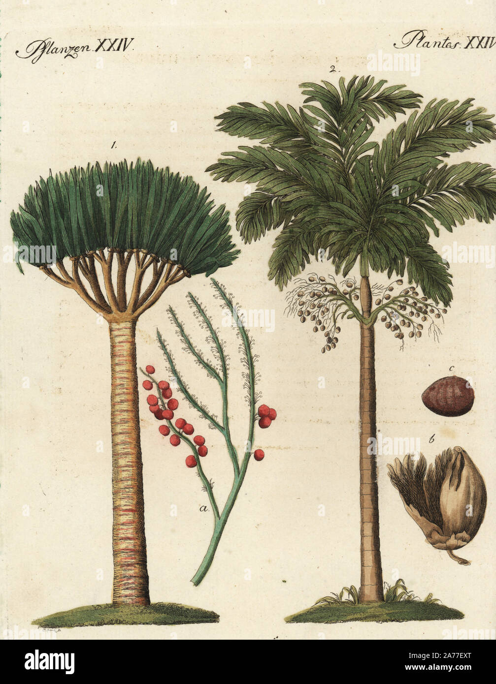 Dragon's blood palm, Daemonorops draco 1, and areca palm, Areca catechu 2.  Handcoloured copperplate engraving after C. Franck from Friedrich Johann Bertuch's Bilderbuch fur Kinder (Picture Book for Children), Weimar, 1795. Stock Photo