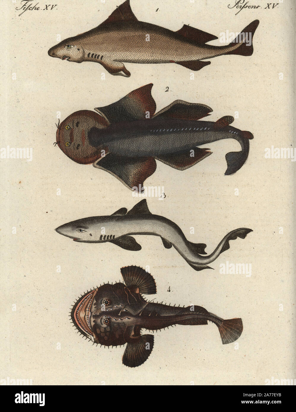 Angular rough shark, Oxynotus centrina 1 (vulnerable), angelshark, Squatina squatina 2 (critically endangered), tope, Galeorhinus galeus 3 (vulnerable), and angler or monkfish, Lophius piscatorius. Handcoloured copperplate engraving from Friedrich Johann Bertuch's Bilderbuch fur Kinder (Picture Book for Children), Weimar, 1795. Stock Photo