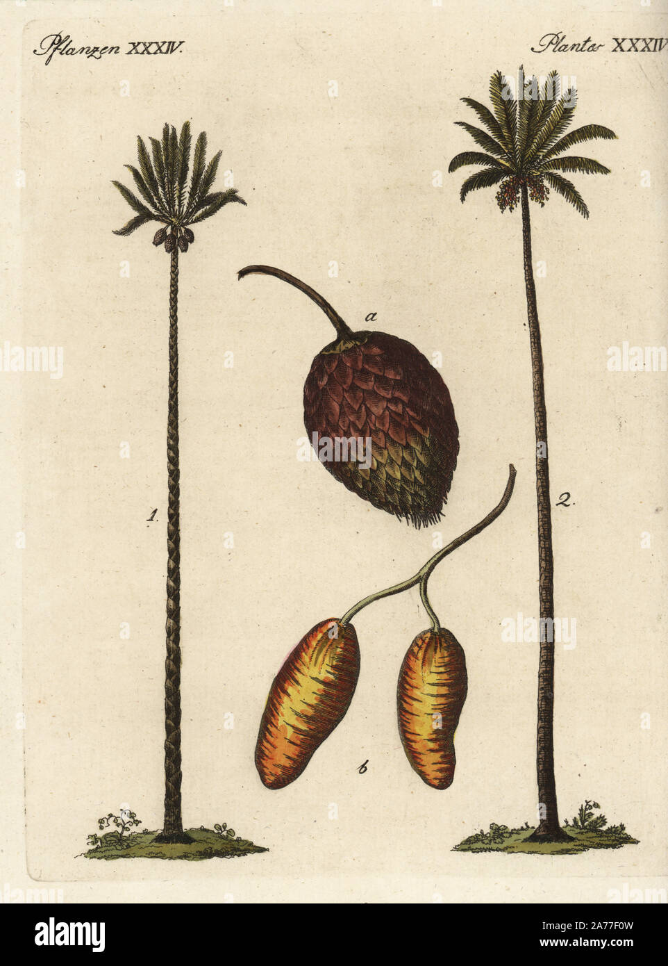 Queen sago palm, Cycas circinalis, and date palm, Phoenix dactylifera. Handcoloured copperplate engraving from Friedrich Johann Bertuch's Bilderbuch fur Kinder (Picture Book for Children), Weimar, 1795. Stock Photo