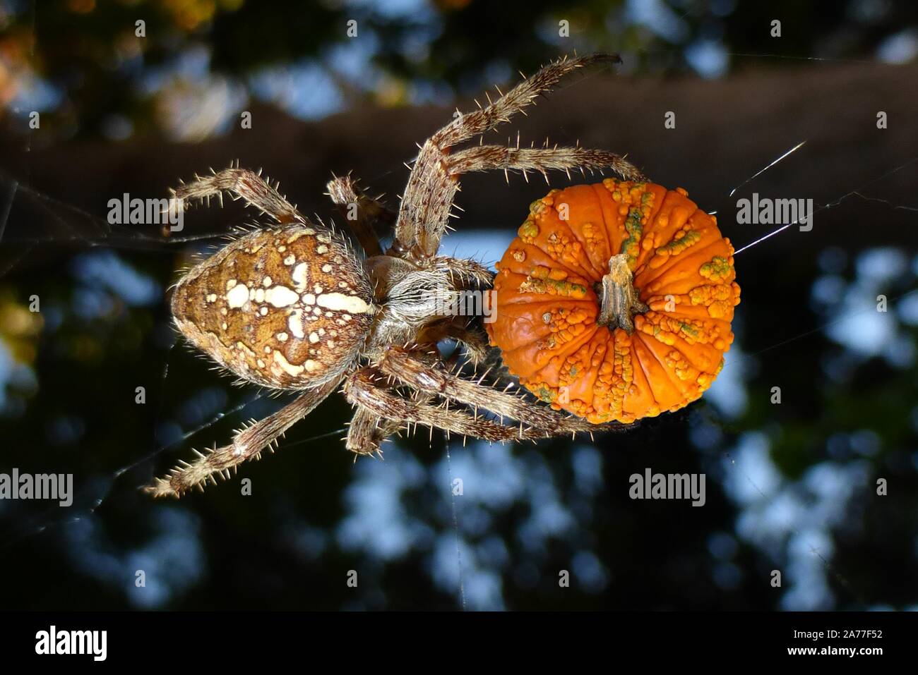 An isolated image of a bumpy pumpkin pasted on a picture of a spider ...