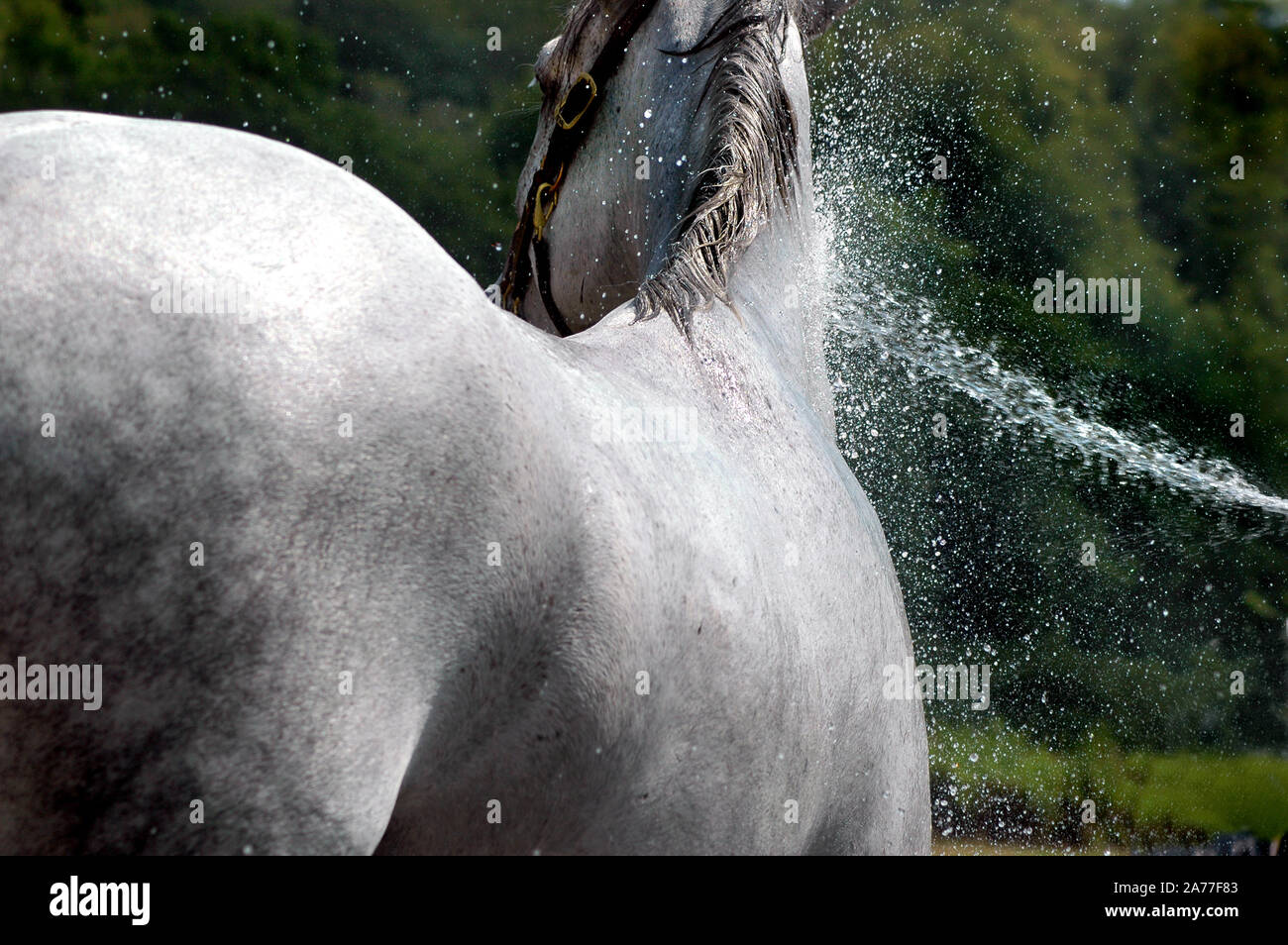 Show horse gets a cooling hose down on a hot summer day. Stock Photo