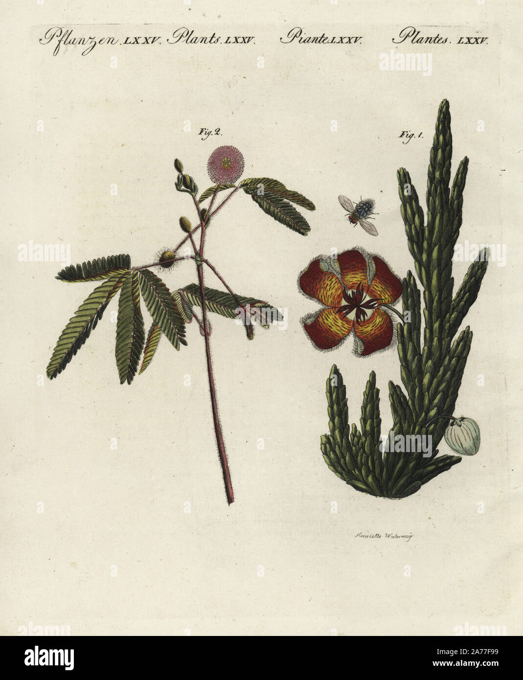 Hairy stapelia, Stapelia hirsuta 1, and sensitive plant, Mimosa pudica 2. Handcoloured copperplate engraving after Henriette Dorothea  Westermayr from Friedrich Johann Bertuch's Bilderbuch fur Kinder (Picture Book for Children), Weimar, 1798. Stock Photo