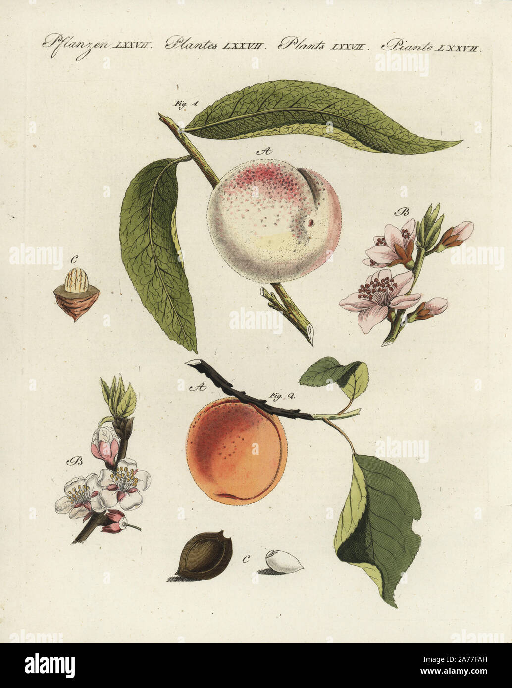 Peach tree, Prunus persica 1, and apricot, Prunus armeniaca 2, with fruit, blossom, leaf and stone. Handcoloured copperplate engraving from Friedrich Johann Bertuch's Bilderbuch fur Kinder (Picture Book for Children), Weimar, 1798. Stock Photo