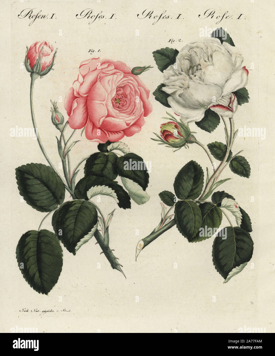 Pink German centifolia rose, Rosa centifolia germanica, and white unique rose, Rosa unica. Handcoloured copperplate engraving from an illustration drawn from nature by Stark from Bertuch's Bilderbuch fur Kinder (Picture Book for Children), Weimar, 1798. Stock Photo