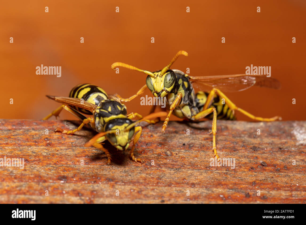 Detailed macro shot of european paper wasp (Polistes dominula) Stock Photo