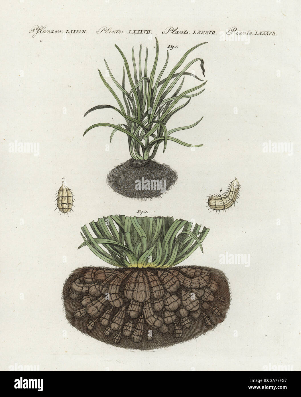 Chufa or tigernut sedge, Cyperus esculentus 1, tuberous roots 2, and earth almonds a,b. Handcoloured copperplate engraving from Friedrich Johann Bertuch's Bilderbuch fur Kinder (Picture Book for Children), Weimar, 1802. Stock Photo