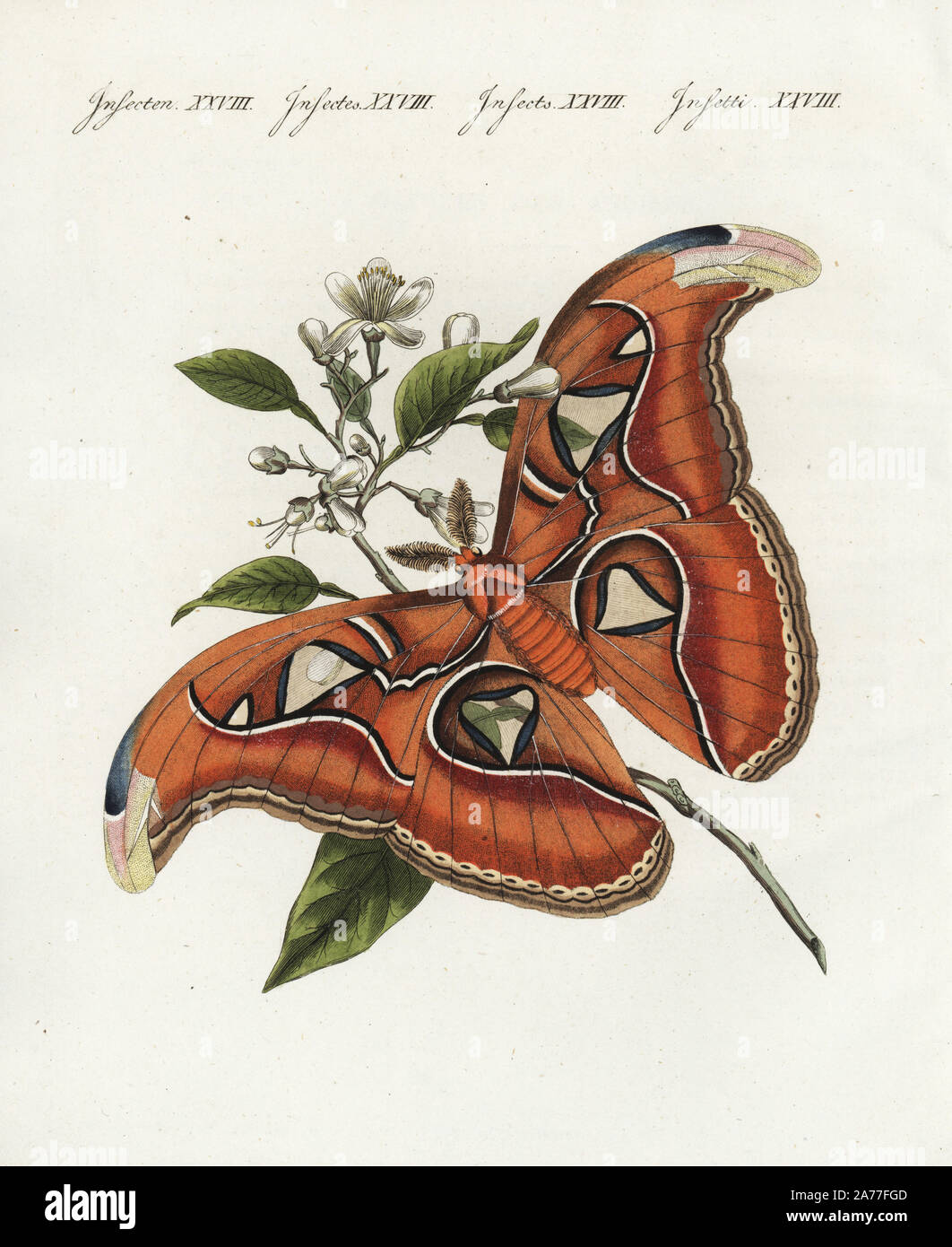 What Are The Different Types Of Silk Moths