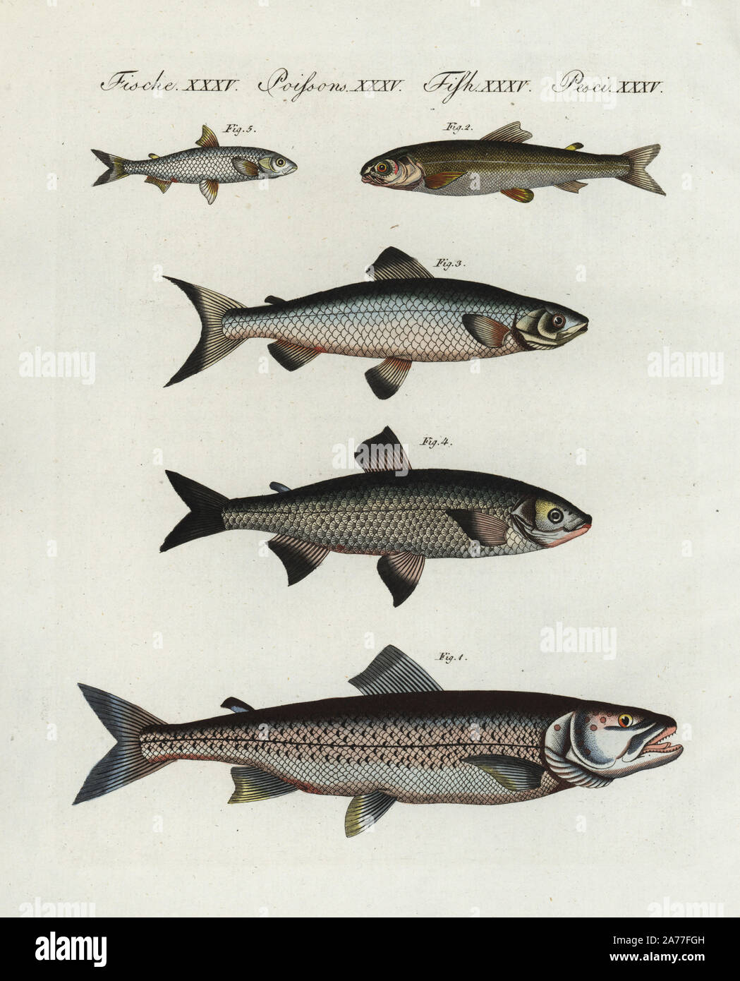 Lake trout, Salmo lacustris 1, whitefish, Coregonus wartmanni 2, lake char, Salvelinus umbla 3, maraena whitefish, Coregonus maraena 4, and whitefish, Coregonus albula 5. Handcoloured copperplate engraving from Friedrich Johann Bertuch's Bilderbuch fur Kinder (Picture Book for Children), Weimar, 1802. Stock Photo