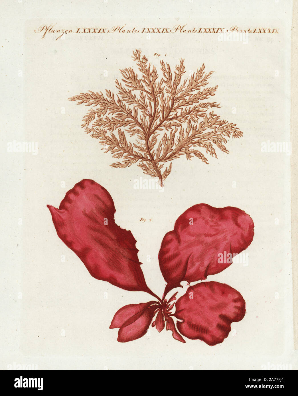 Red seaweed, Membranoptera alata 1, and sea lettuce, Fucus tremella var. lactuca 2. Handcoloured copperplate engraving from Friedrich Johann Bertuch's Bilderbuch fur Kinder (Picture Book for Children), Weimar, 1802. Stock Photo