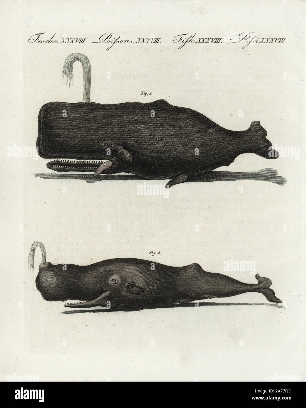 Sperm or trump whale, Physeter macrocephalus 1,2, vulnerable. Handcoloured copperplate engraving from Friedrich Johann Bertuch's Bilderbuch fur Kinder (Picture Book for Children), Weimar, 1802. Stock Photo