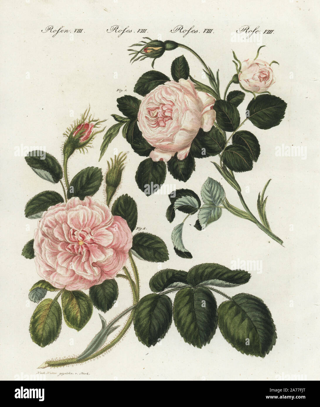 Rosa Muscosa Stock Photos Rosa Muscosa Stock Images Alamy