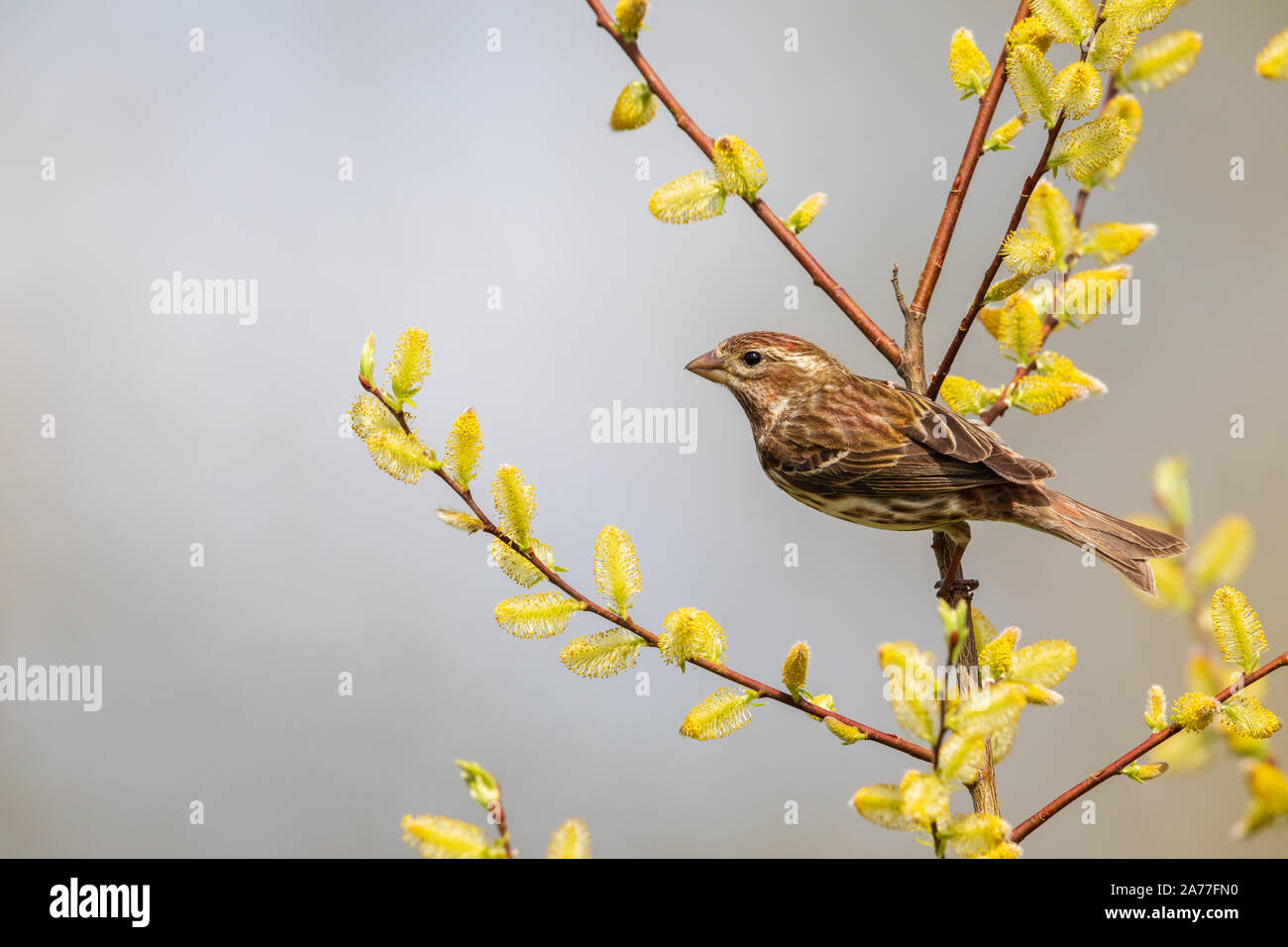 Purple finch - 1st year male in northern Wisconsin Stock Photo - Alamy