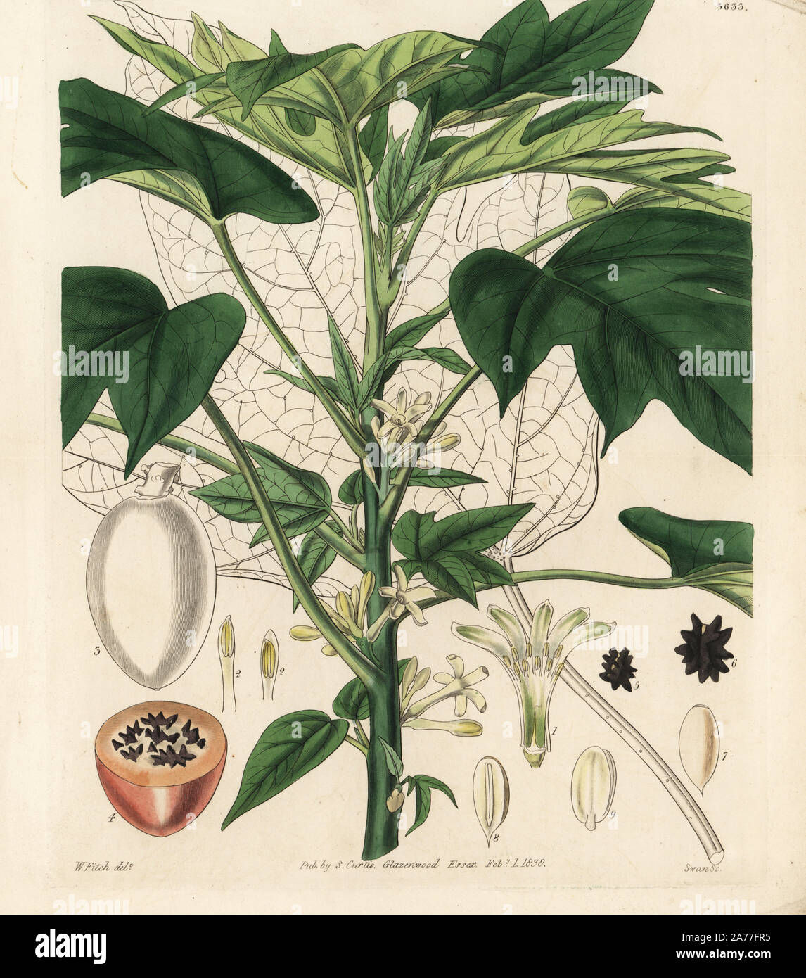 Carica monoica hires stock photography and images Alamy