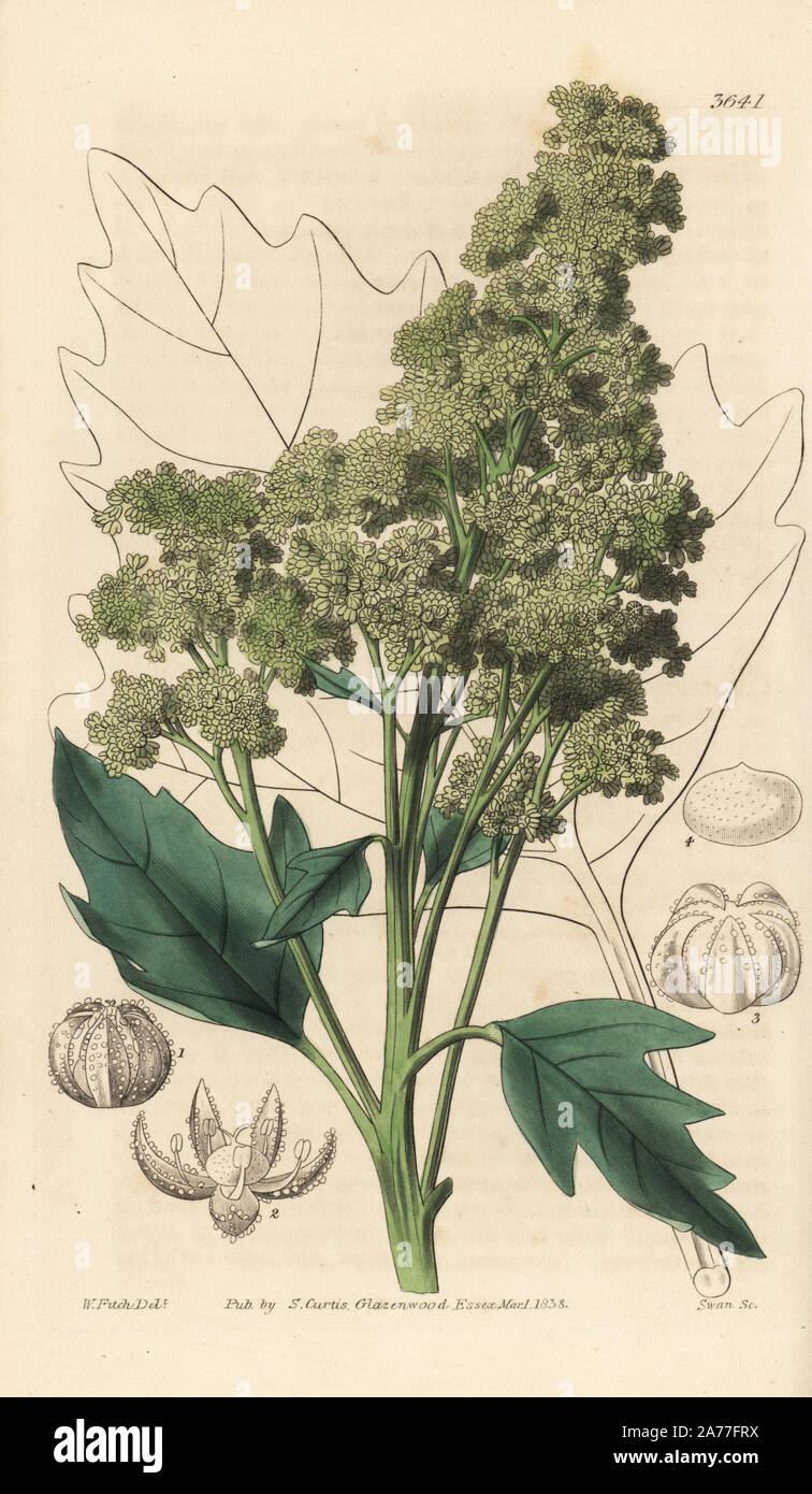 Useful quinoa, Chenopodium quinoa. Handcoloured copperplate engraving after a botanical illustration by Walter Fitch from William Jackson Hooker's Botanical Magazine, London, 1838. Stock Photo