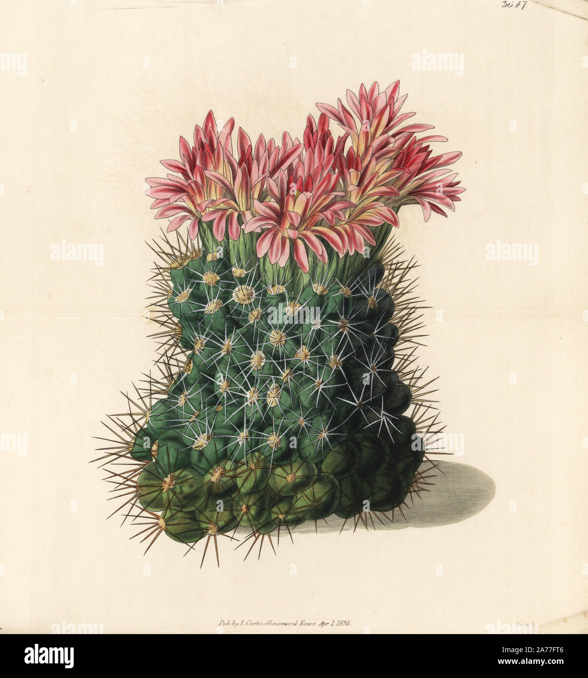 Copious flowering mammillaria cactus, Mammillaria floribunda. Handcoloured copperplate engraving after a botanical illustration from William Jackson Hooker's Botanical Magazine, London, 1838. Stock Photo