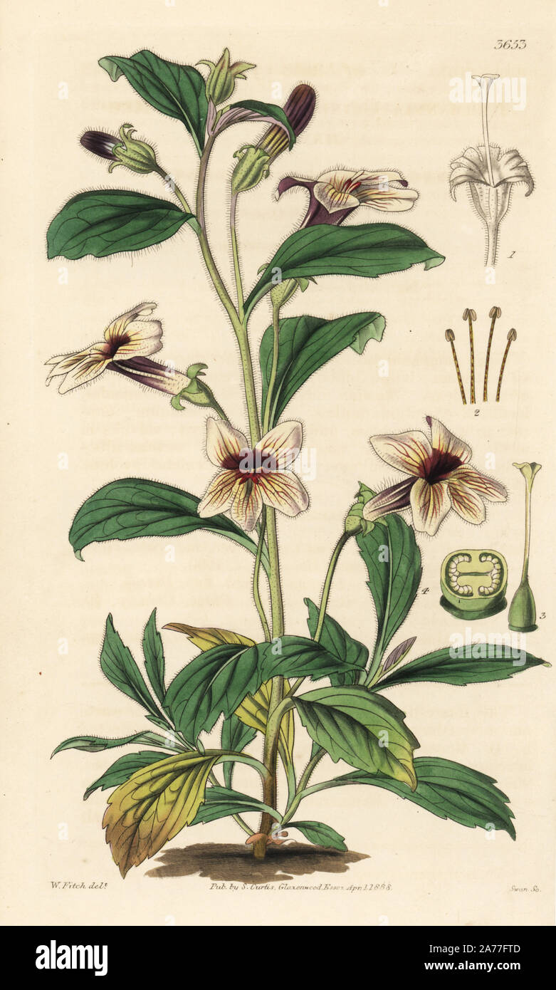 Rehmannia glutinosa (Chinese rehmannia, Rehmannia chinensis). Handcoloured copperplate engraving after a botanical illustration by Walter Fitch from William Jackson Hooker's Botanical Magazine, London, 1838. Stock Photo