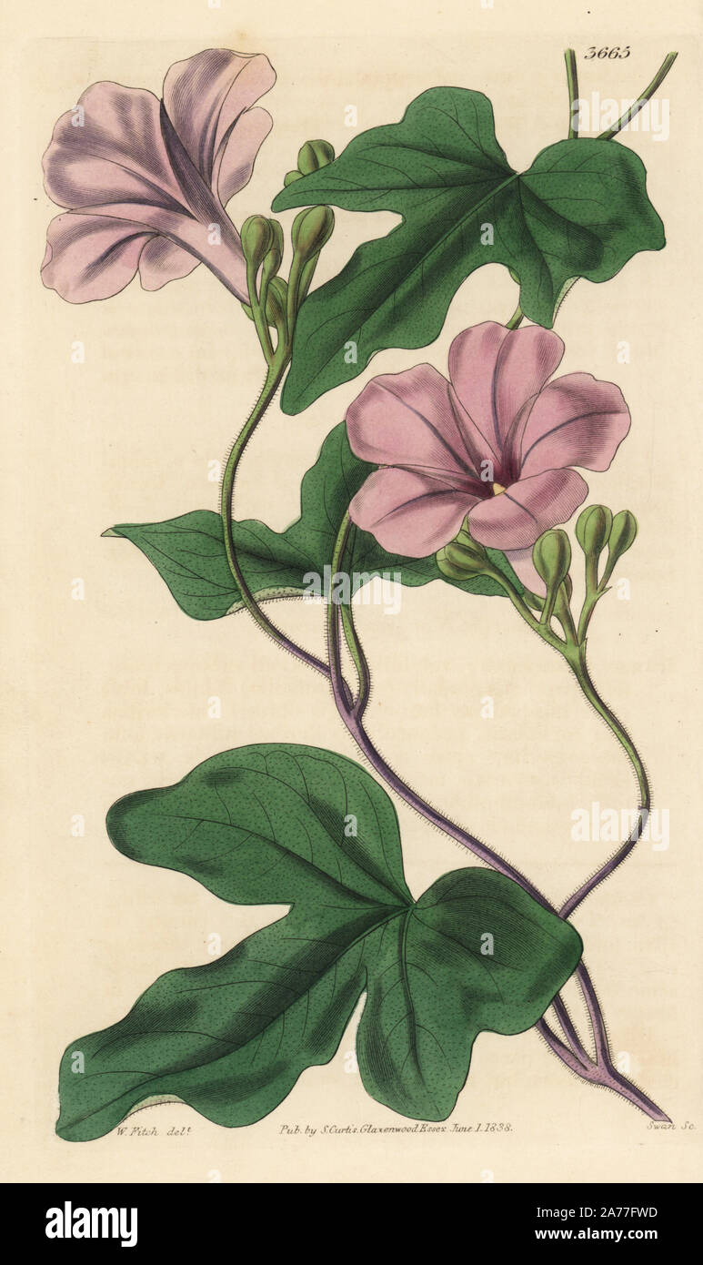 Buenos Aires morning glory, Ipomoea bonariensis. Handcoloured copperplate engraving after a botanical illustration by Walter Fitch from William Jackson Hooker's Botanical Magazine, London, 1838. Stock Photo