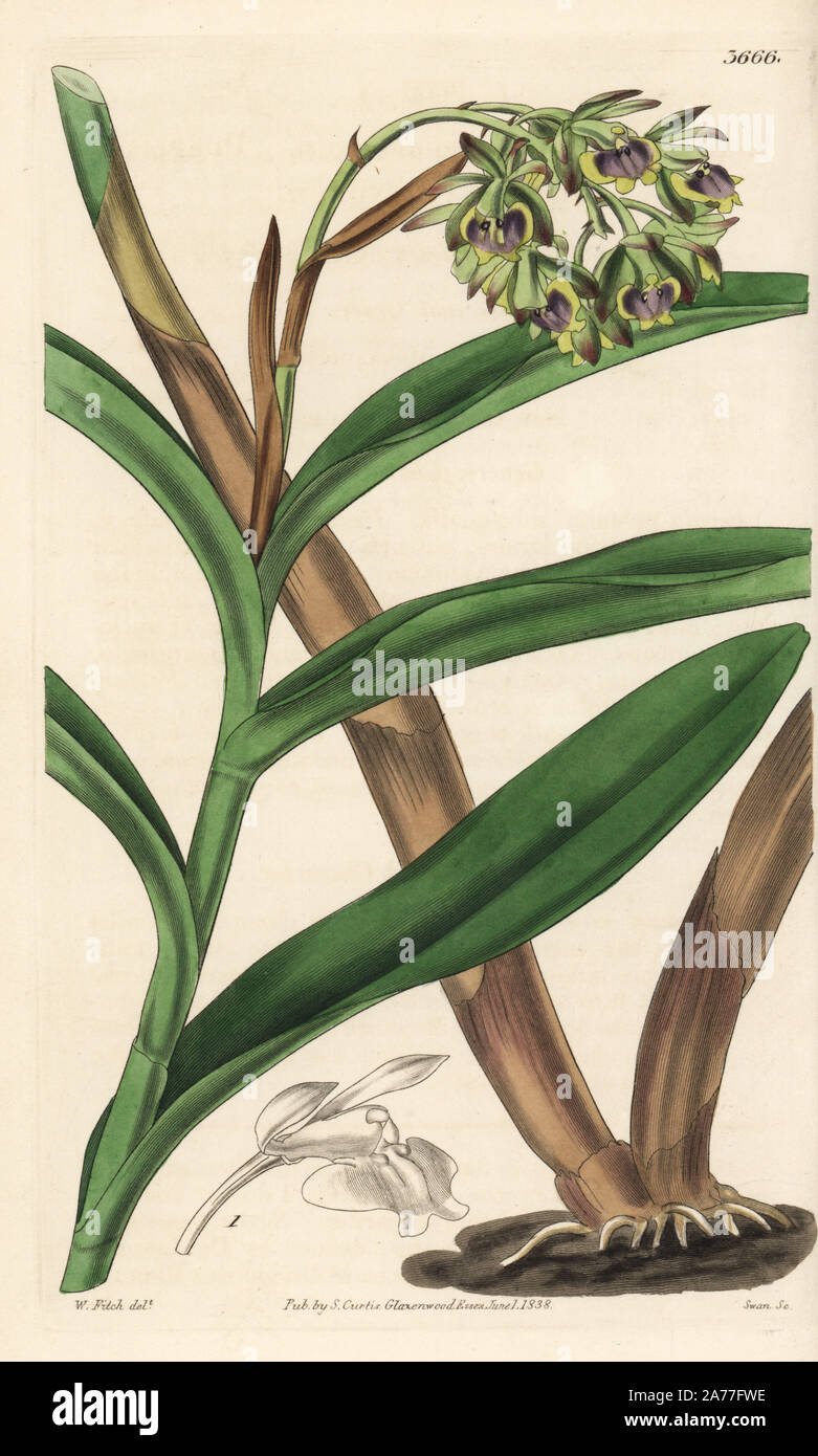 Dingy epidendrum orchid, Epidendrum anceps (Purplish-green epidendrum, Epidendrum viridi-purpureum). Handcoloured copperplate engraving after a botanical illustration by Walter Fitch from William Jackson Hooker's Botanical Magazine, London, 1838. Stock Photo
