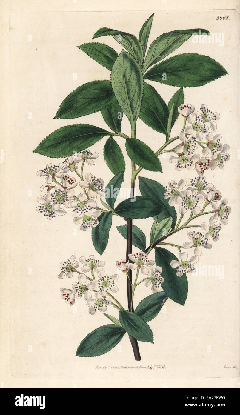 Chokeberry, Aronia arbutifolia (Arbutus-leaved aronia, Pyrus arbutifolia). Handcoloured copperplate engraving after a botanical illustration by Walter Fitch from William Jackson Hooker's Botanical Magazine, London, 1838. Stock Photo