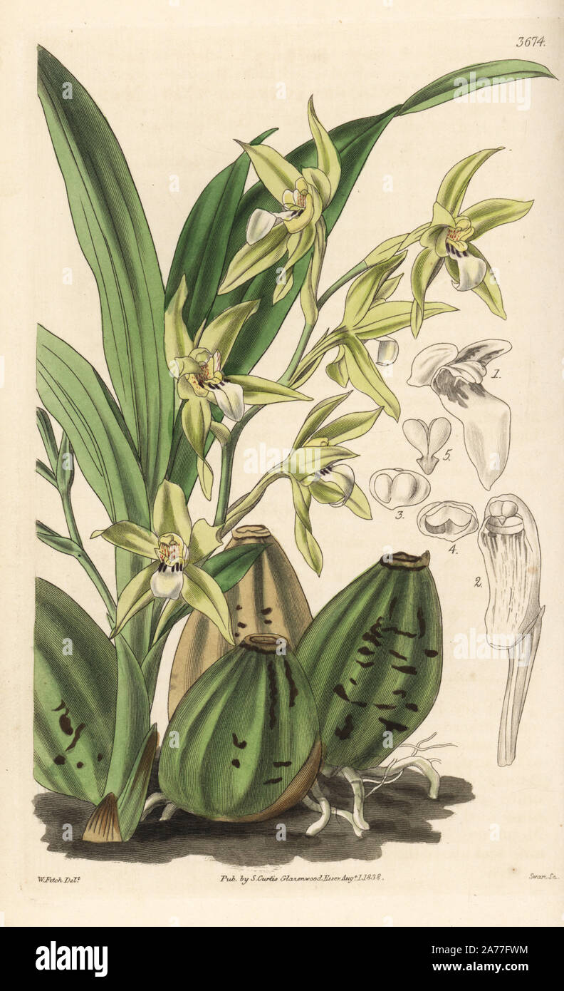 Murray's neogardneria orchid, Neogardneria murrayana (Mr. Murray's zygopetalum, Zygopetalum murrayanum). Handcoloured copperplate engraving after a botanical illustration by Walter Fitch from William Jackson Hooker's Botanical Magazine, London, 1839. Stock Photo