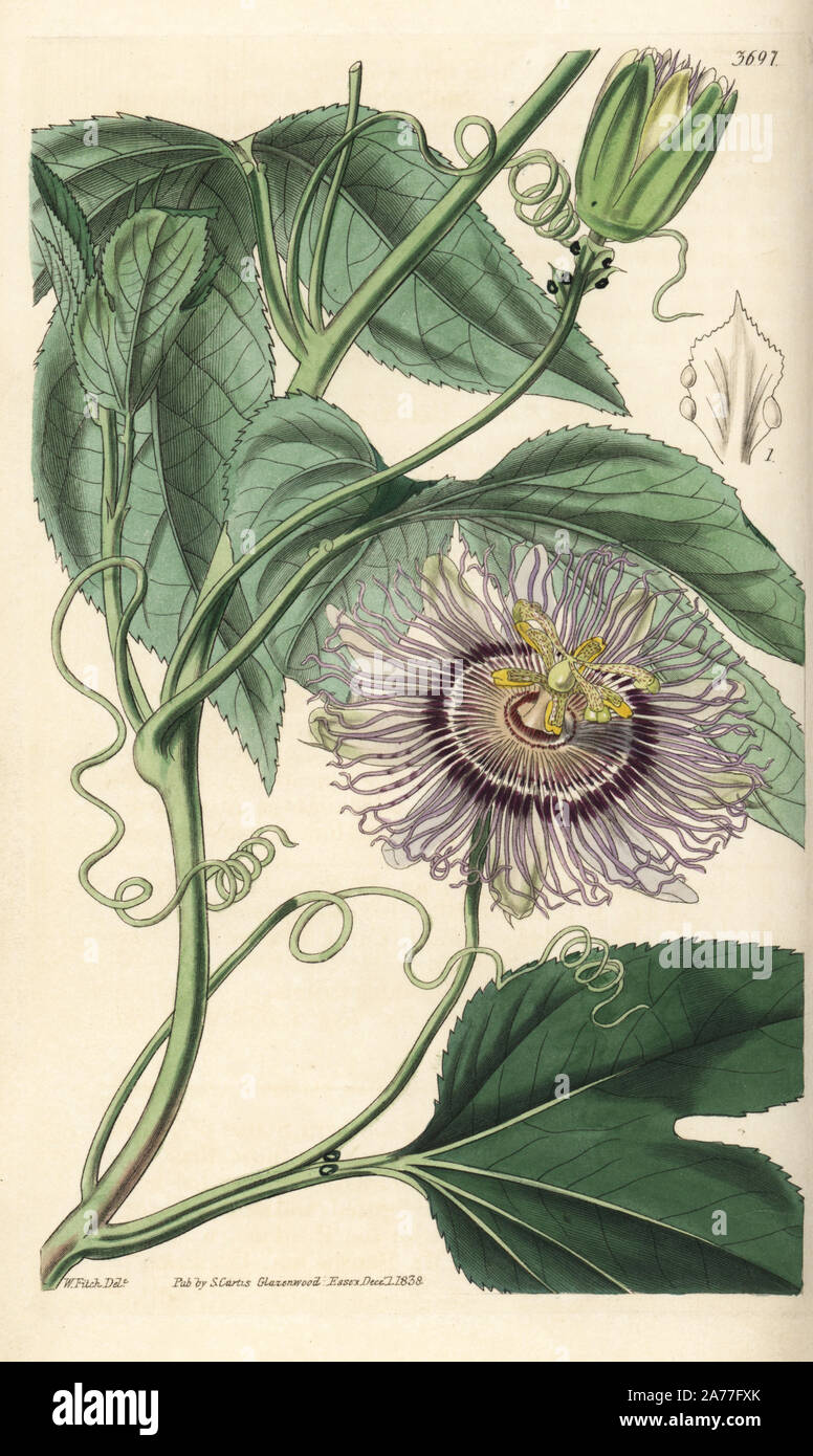 Passionfruit, Passiflora edulis (Yellow-fruited Virginian passionflower, Passiflora incarnata). Handcoloured copperplate engraving after a botanical illustration by Walter Fitch from William Jackson Hooker's Botanical Magazine, London, 1839. Stock Photo