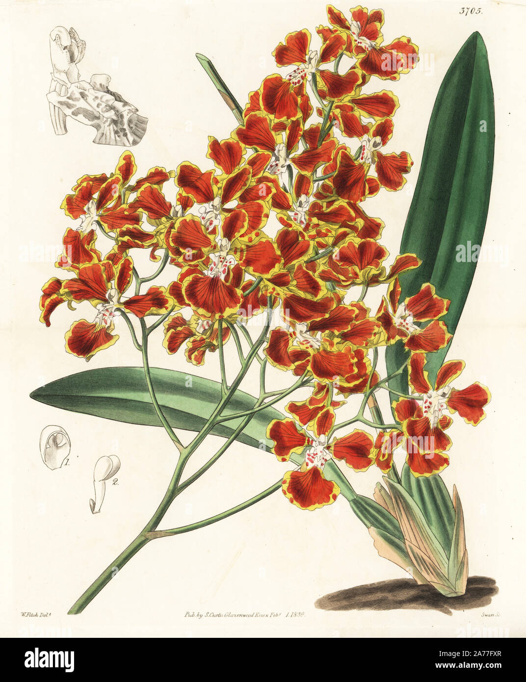 Gomesa forbesii orchid (Forbes' oncidium orchid, Oncidium forbesii). Handcoloured copperplate engraving after a botanical illustration by Walter Fitch from William Jackson Hooker's Botanical Magazine, London, 1838. Stock Photo