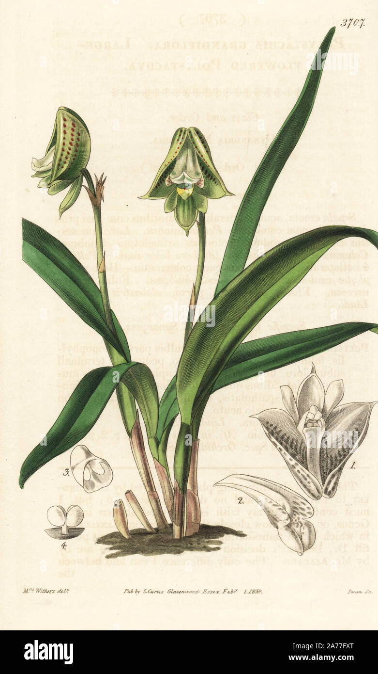 Polystachya galeata orchid (Large-flowered polystachya, Polystachya grandiflora). Handcoloured copperplate engraving after a botanical illustration by Walter Fitch from William Jackson Hooker's Botanical Magazine, London, 1839. Stock Photo