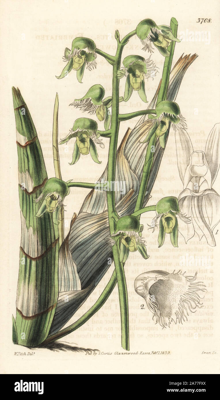 Catasetum gardneri orchid (Fimbriated monk flower, Monachanthus fimbriatus). Handcoloured copperplate engraving after a botanical illustration by Walter Fitch from William Jackson Hooker's Botanical Magazine, London, 1839. Stock Photo