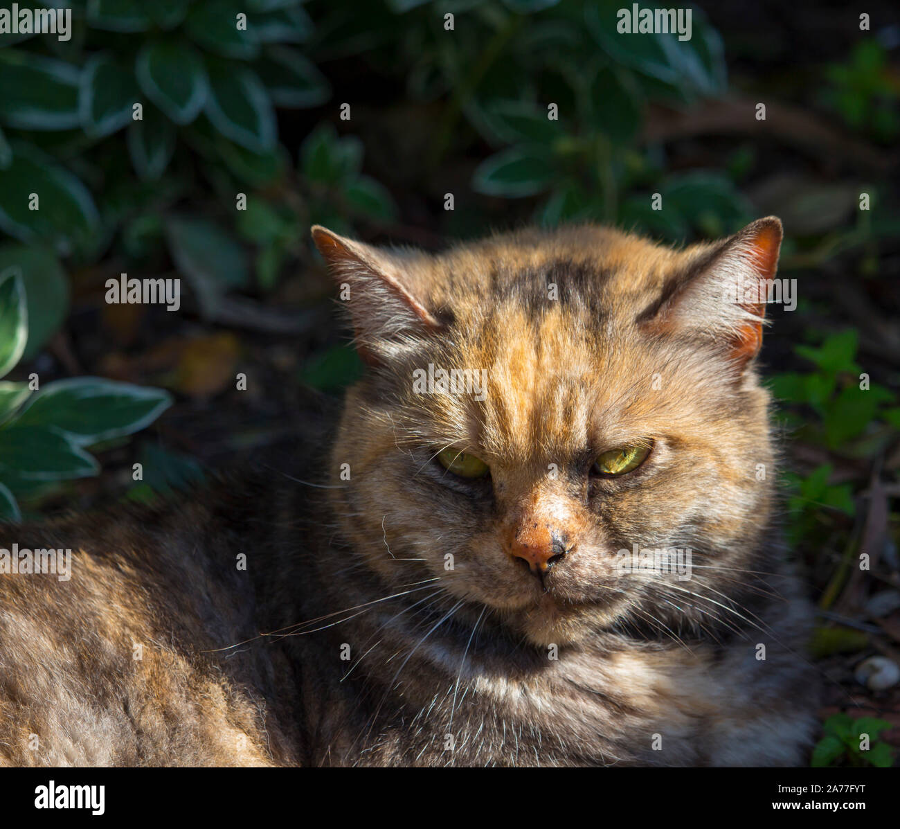 A sleepy contented short haired domestic tortoiseshell cat ,a beloved family pet, sits on the grass near the tarmac driveway in the early morning sun. Stock Photo