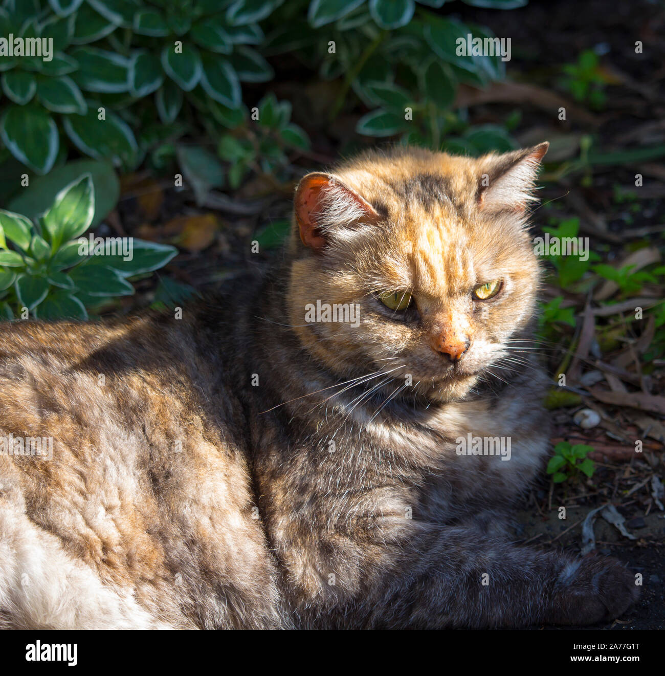 A sleepy contented short haired domestic tortoiseshell cat ,a beloved family pet, sits on the grass near the tarmac driveway in the early morning sun. Stock Photo